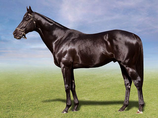 Image of sire Elusive Fort