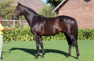 Querari - top racehorse