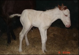 KAHAL colt x Perakeen (15 Sept, Rathmor Stud)