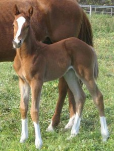 NATIONAL EMBLEM colt x Sunnydale (bred by David Allan at Hemel 'n Aarde Stud)