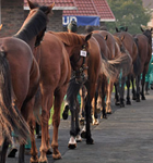National Yearling Sale