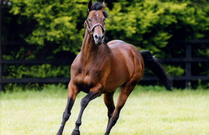 Montjeu (Sadler's Wells - Floripedes)