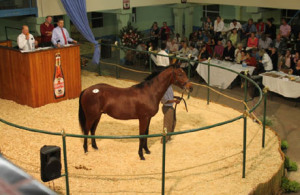 Yearling Sales