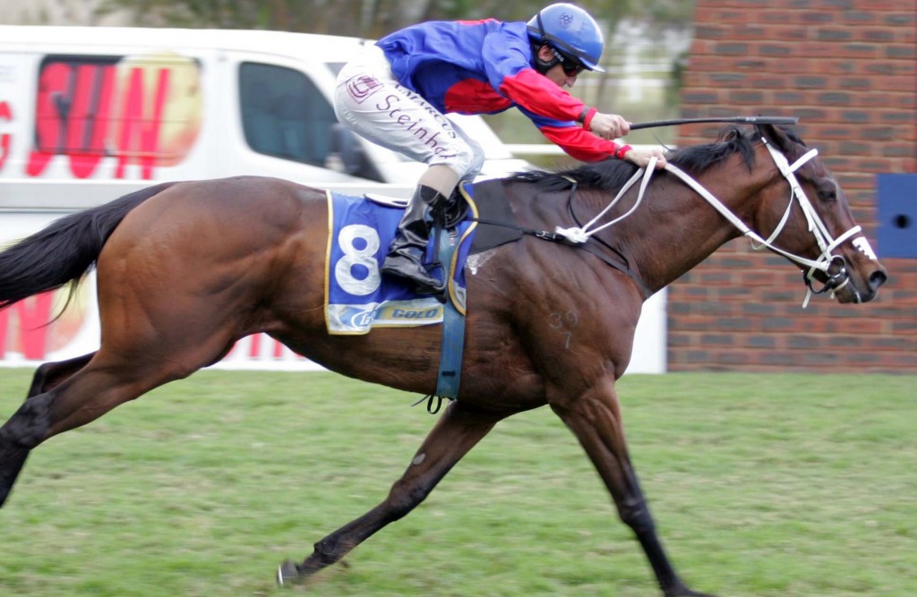 Gold Onyx - arrives in Cape Town as a 7yo 