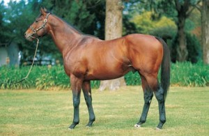 Kahal - a Shadwell stallion