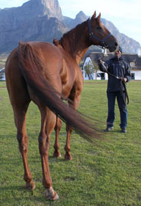 Philanthropist released from quarantine, now at his new home Drakenstein Stud
