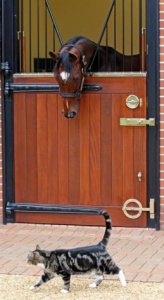 frankel and george the cat