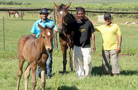 Abraham Carlse with mare and Seventh Rock foal