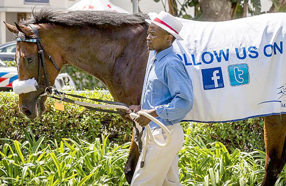 Snaith Horse Billboard
