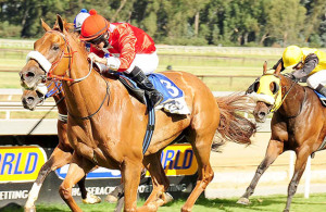 Tiger Flash - Vaal 130207