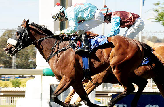 fantastic mr fox_turffontein 2012-12-08