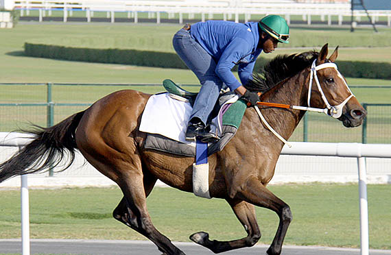 Igugu in training at Meydan Racecourse