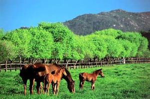 Green Green Grass of Home. The beauty of Varsfontein Stud