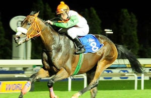 Royal Zulu Warrior - Turffontein 2013-01-01