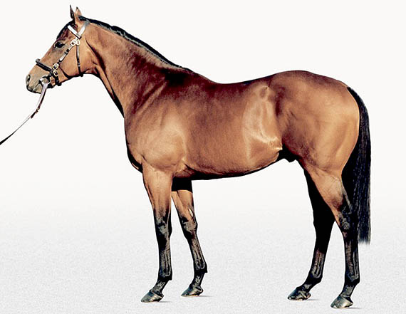 Dubawi Dubawi