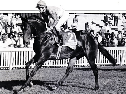 Bush Telegraph, Race horse