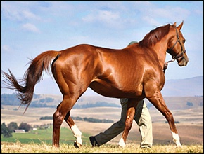 Admire Main. Summerhill Stud's young sire had his first winner at Scottsville on Tuesday.