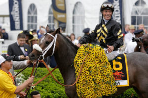 Oxbow and Gary Stevens celebrate the 2013 Preakness Stakes