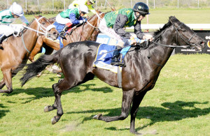 Disappointing. The handsome Tevez will be looking to put his disappointing formline behind him with a big showing in the Gr1 Golden Horse sprint