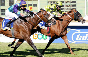 Surprise Package. The Silvano gelding Gianduja has a nice turn of foot and should be included as a value proposition