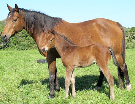Bold Silvano filly x Olympic Special - born at Ascot Stud
