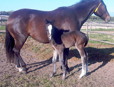 Elusive Fort filly ex West Donegal - born at Sorrento on 4 September