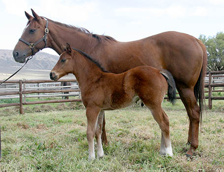 Great Britain Colt x Caine Martini - born at Highlands