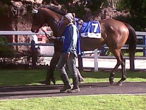 Geared For Action. Jamie Lee Jet was on his toes in the parade ring