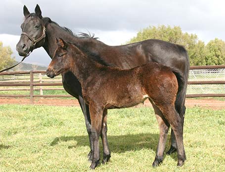 Main Aim filly  x National Fate