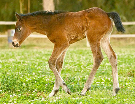 Mambo In Seattle filly x Vivacity - born at Wicklow Stud