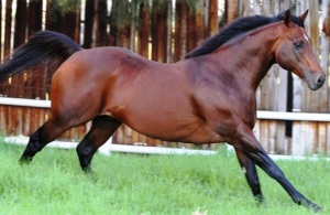 Athletic Majesty! Oratorio stretches his legs at Avontuur