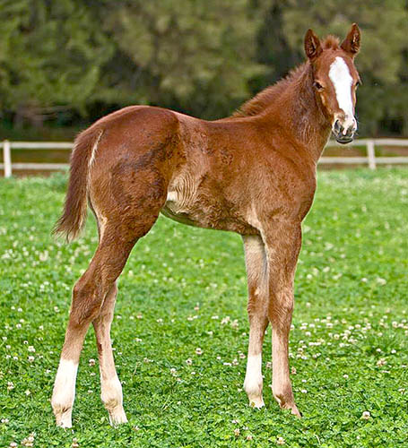 Trippi filly x l'Amour