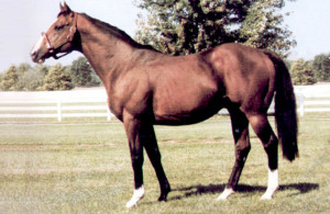 Northern Dancer