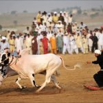 robbie hill training trotters  for Karachi derby