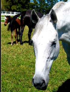 Proud Mum. The well performed Majorca winner Sarabande