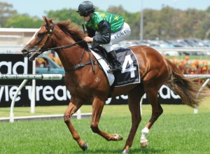 Promising Sort. The Hussonet gelding Senior Council is one to watch (Bradley Photos)