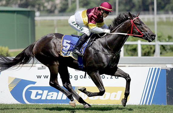 Class Horse. The Listed Darley Arabian winner Distinguished will be partnered by Andrew Fortune at the Vaal on Monday
