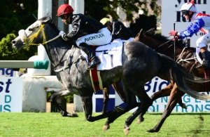 Back In Black! Ilha Bela (Anthony Delpech) gets the better of Athina in a thriller (JC Photos)