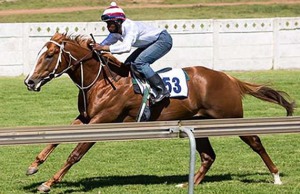 Brutal Force at the ready to run gallops