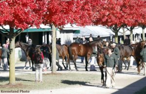 Keeneland-scenes-November-2011-650x421