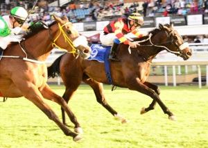 Hatts Off. Glen Hatt drives Sarasota up late to win the Gr3 Starling Stakes (JC Photos)