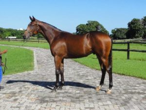 Good Buy! Elusive Gold as a yearling