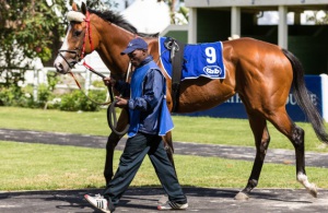 Relaxed. Hamish Niven snapped this shot of Welwitschia in the parade ring before the race (Hamish Niven Photography)