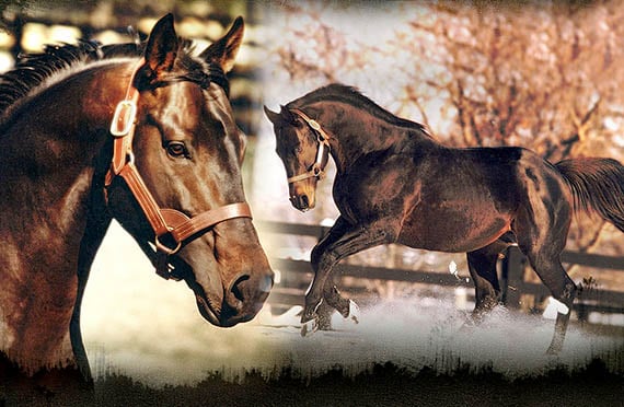 Seattle Slew