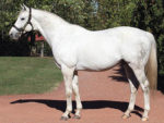 Tapit Mares On World Stage