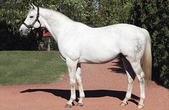 Tapit