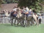 1994 Gr1 Administrators - camel racing