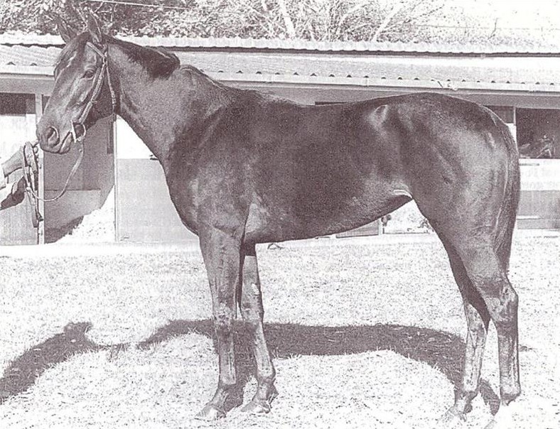 Star Award, Racehorse