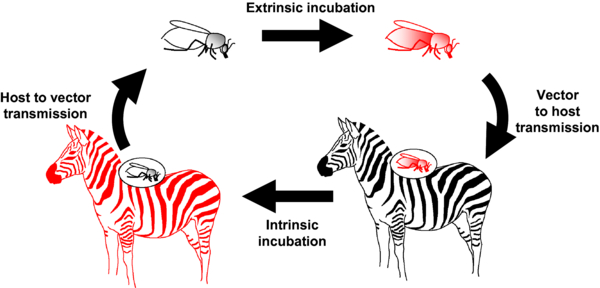 A diagram showing how African Horse Sickness is spread
