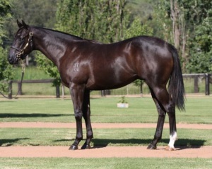 Banadeer as a yearling